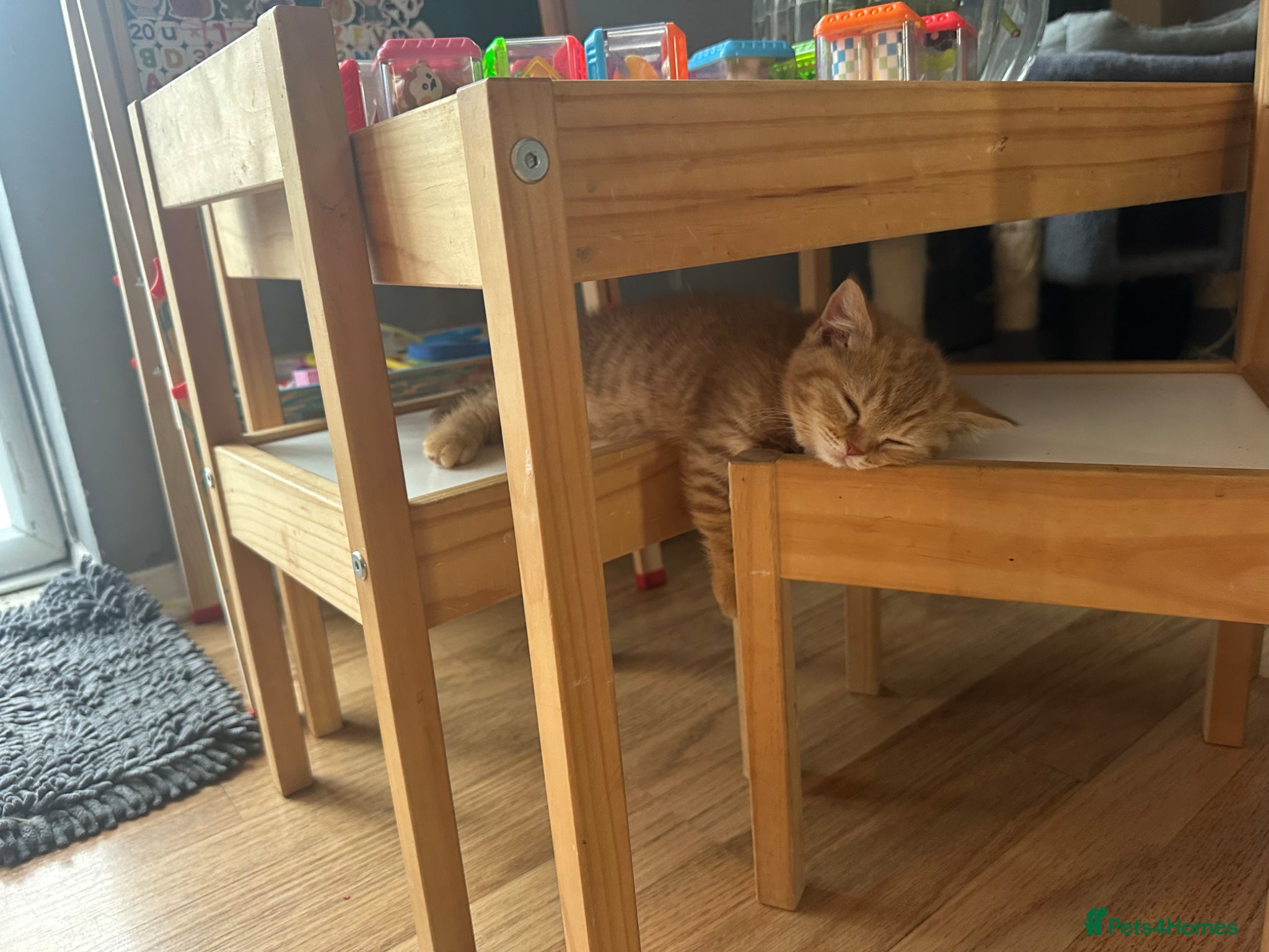 Scottish Fold cats Adorable Scottish Fold&straight kittens Ready Soon - Advert 2