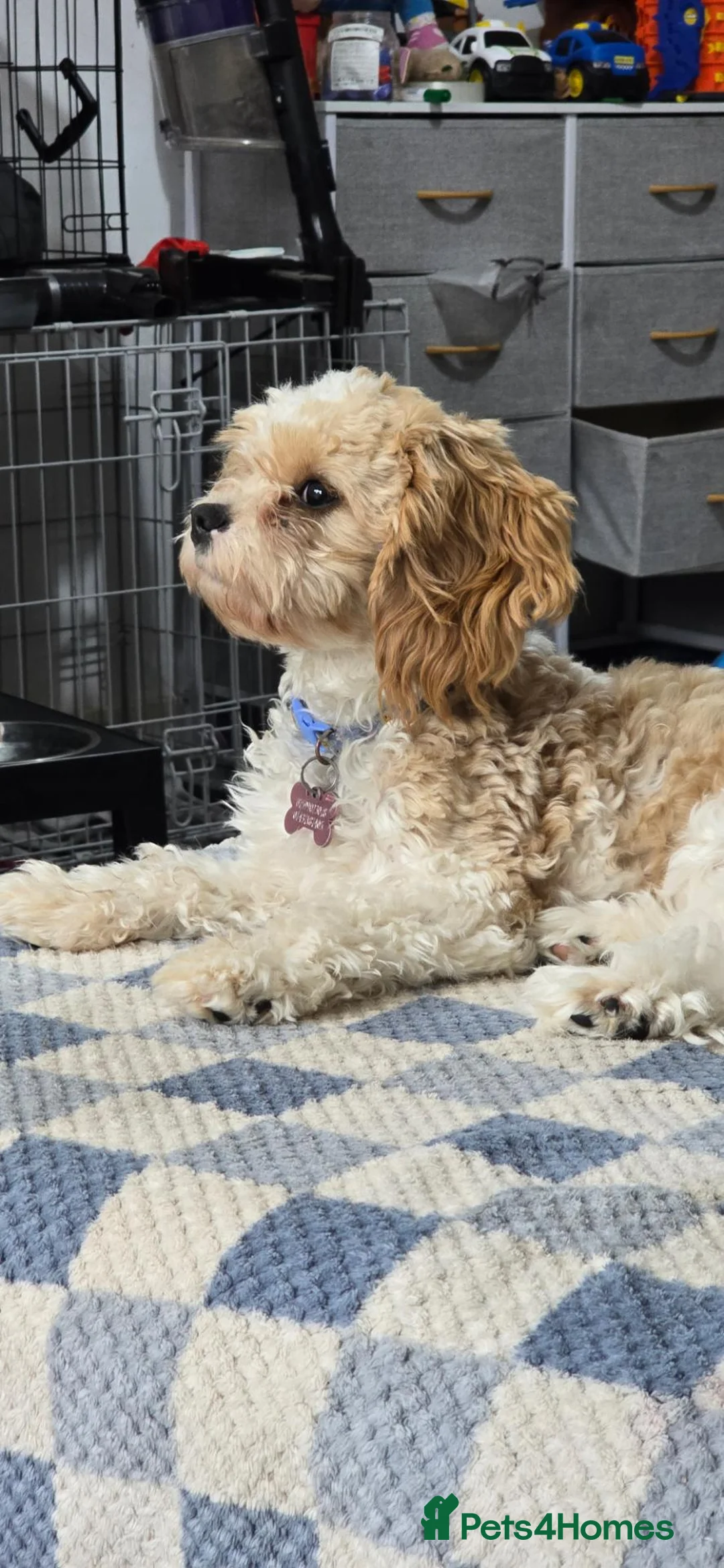 Cavachon dogs for sale: Cavachon dog for sale - Advert 2