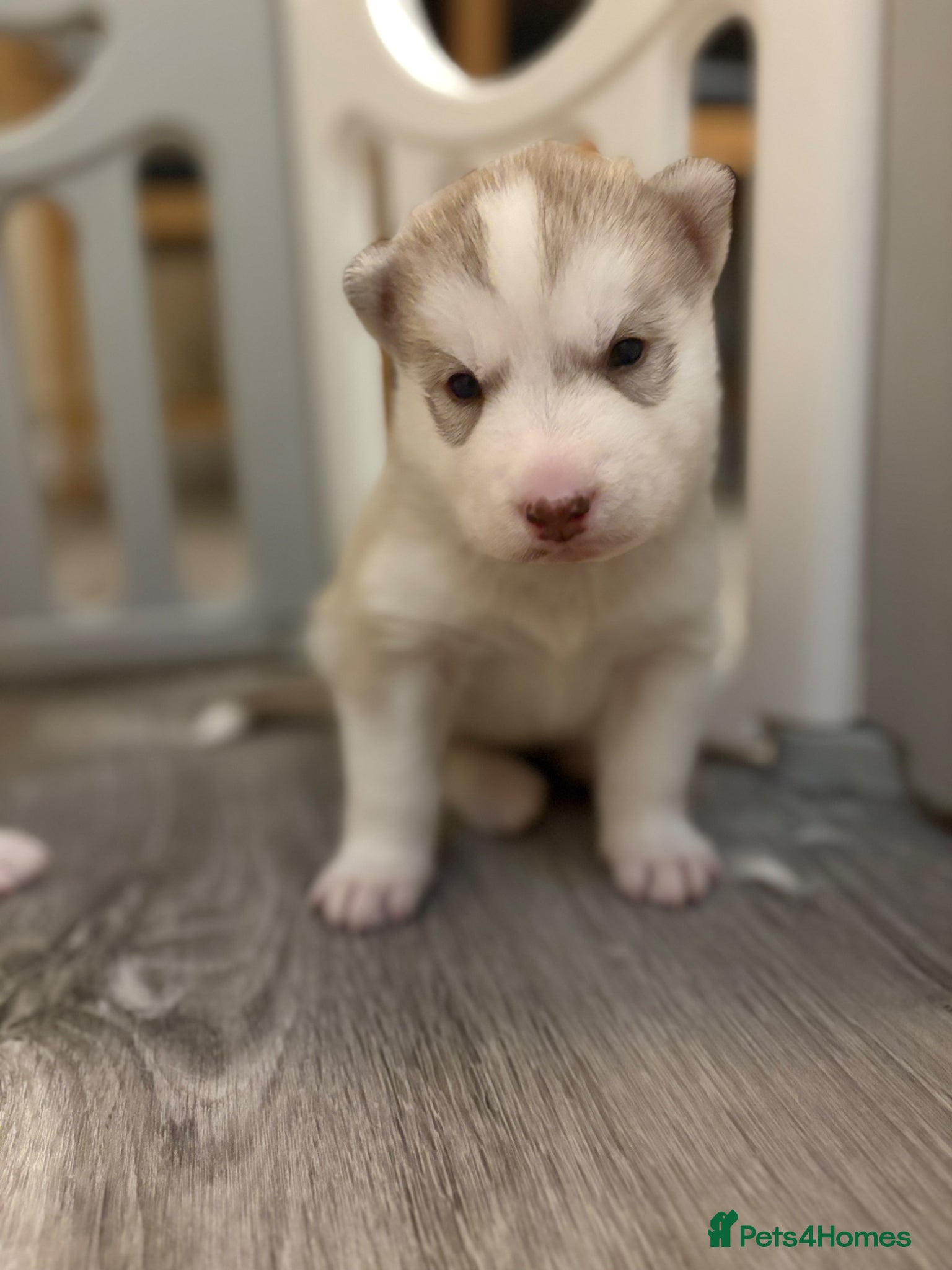 Siberian Husky dogs for sale: Siberian husky puppies in Swindon - Advert 7