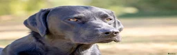 Labrador Retriever dogs for stud: Black Labrador Stud - Carries Yellow - Advert 11