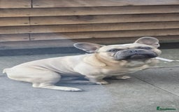 French Bulldog dogs for sale: 2 Year Old Male French Buldog - Image 2