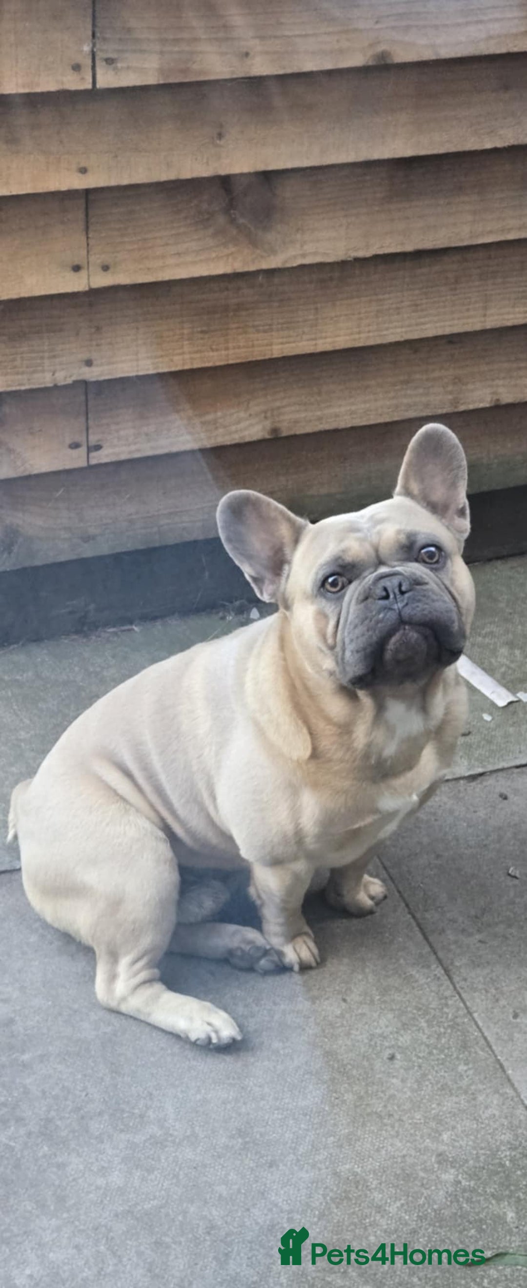 French Bulldog dogs for sale: 2 Year Old Male French Buldog - Image 2