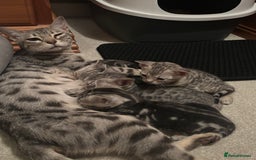 Bengal cats for sale:  TICA Registered Bengal Pair – Proven & Active - Image 2