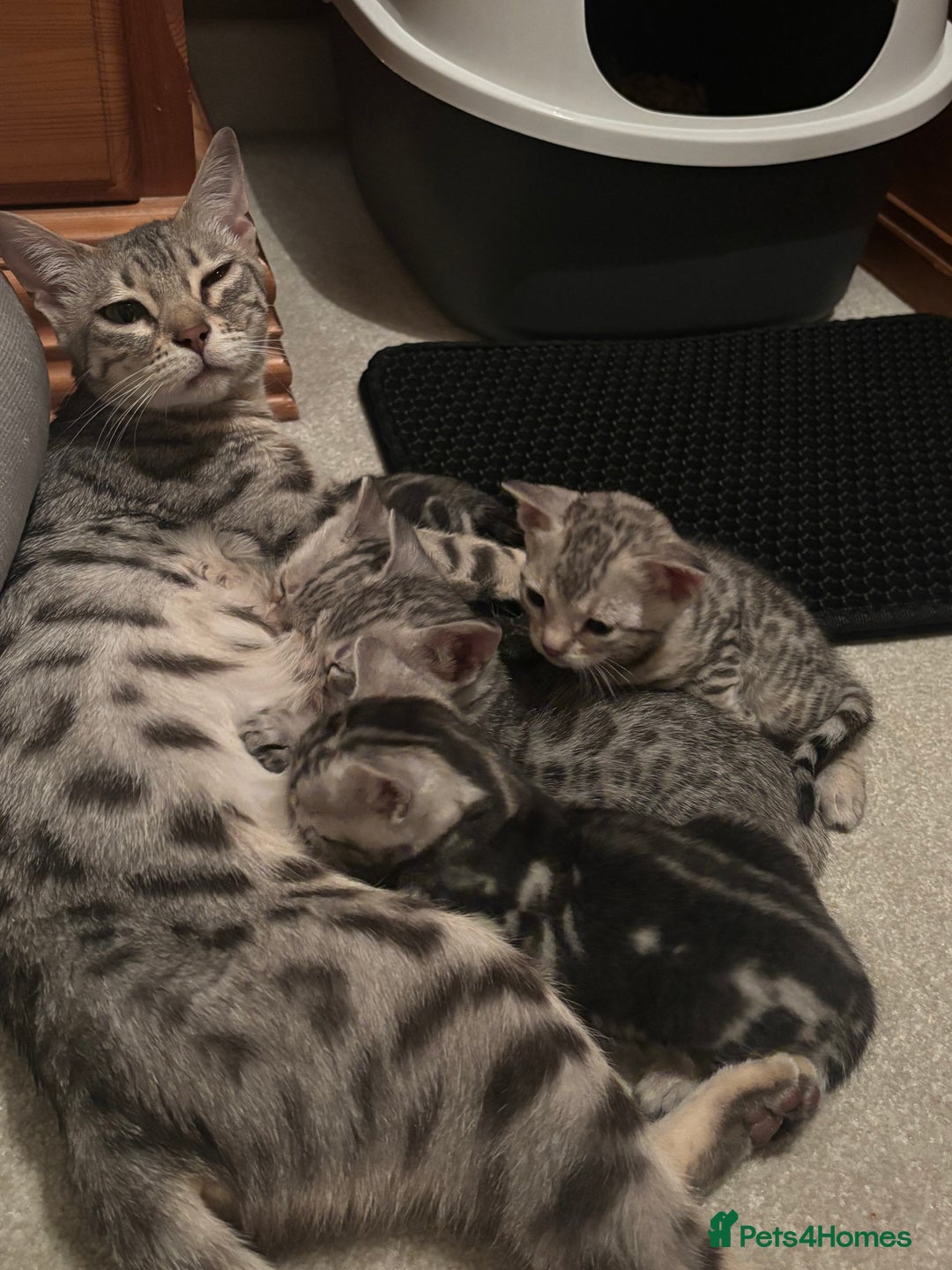 Bengal cats for sale:  TICA Registered Bengal Pair – Proven & Active - Image 2