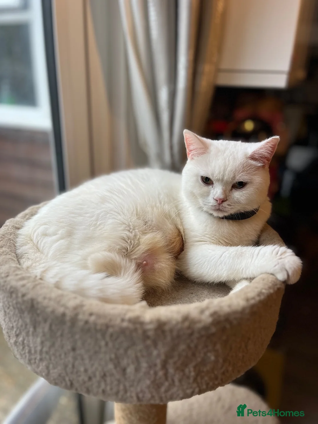 British Shorthair cats for sale: Gccf female British Shorthair kitten  - Advert 15