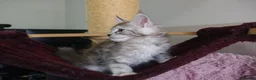 Maine Coon cats for sale: 6 pedigree Mainecoon kittens  - Advert 22