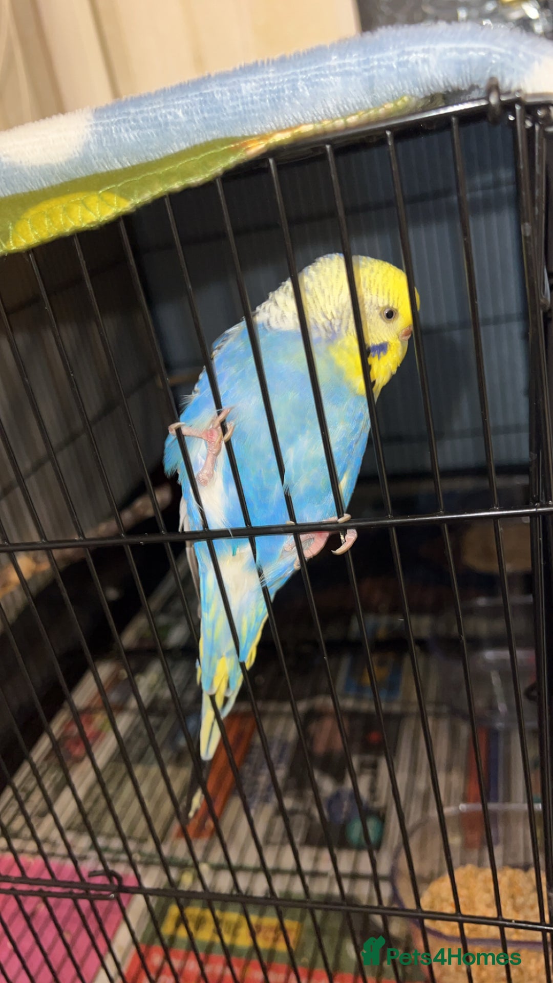 Budgerigars birds for sale: Budgies for sale 2 females with cage and food - Image 4