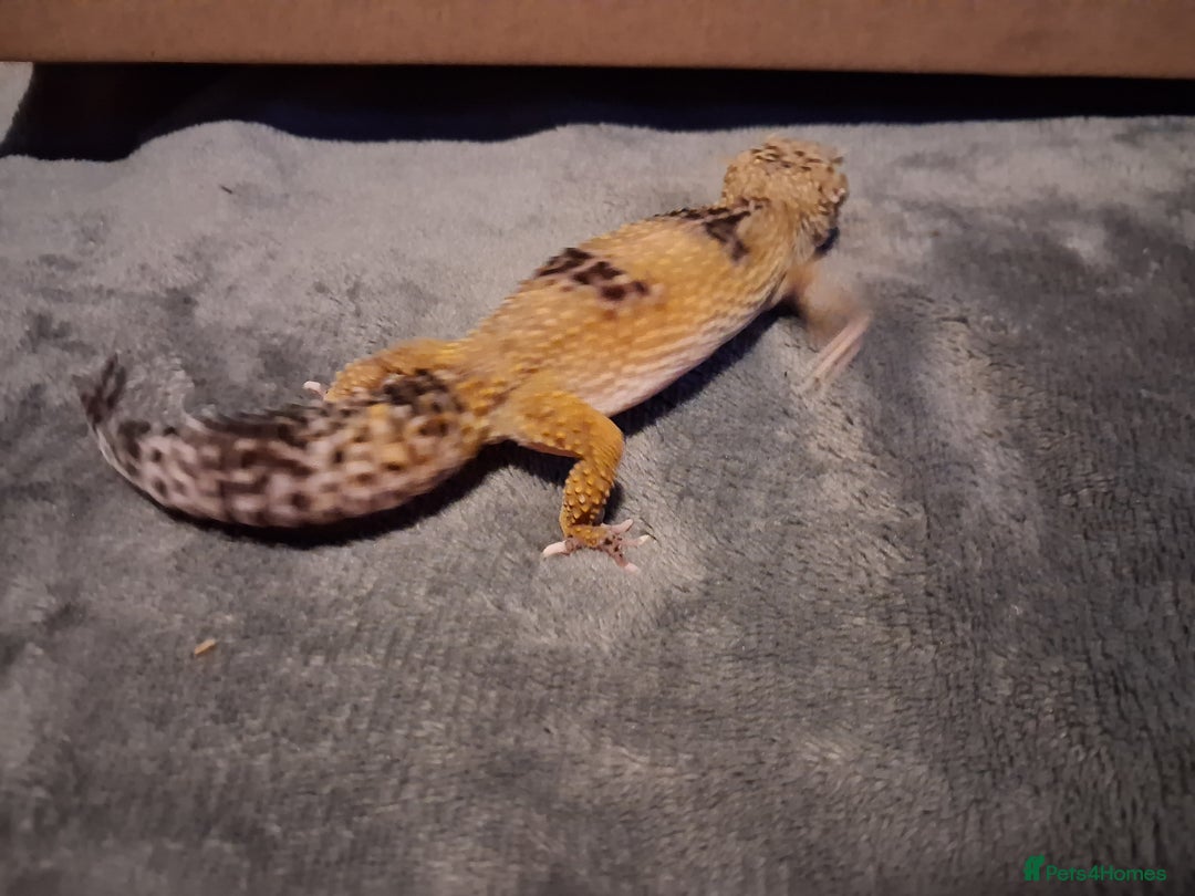 Leopard Gecko reptiles for sale: £20 Leopard geckos - Advert 12