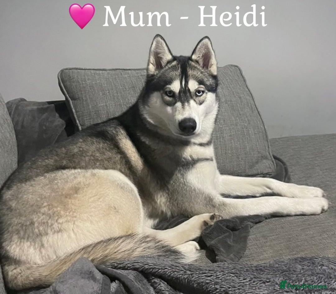 Siberian Husky dogs for sale: READY TO LEAVE NOW 🩷 Siberian Husky Puppies 💙 in Wakefield - Image 2