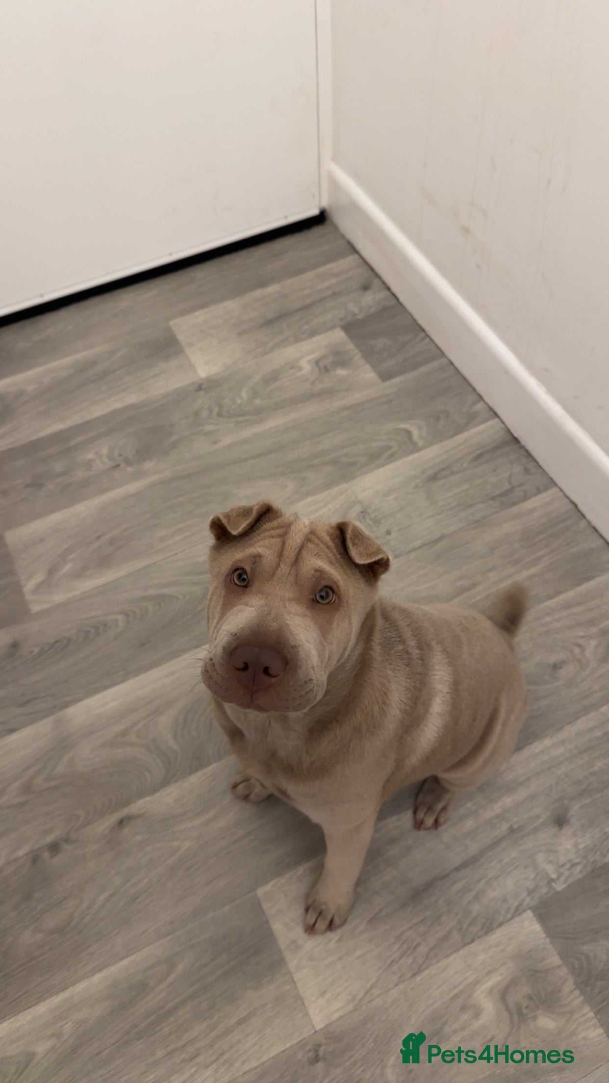 Shar Pei dogs Skye  - Advert 9