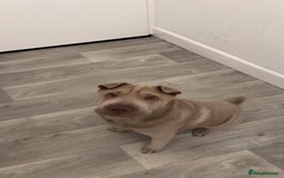 Shar Pei dogs for sale: Skye  - Image 1