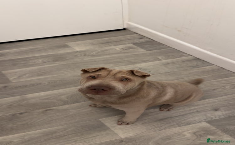 Shar Pei dogs - Advert 1