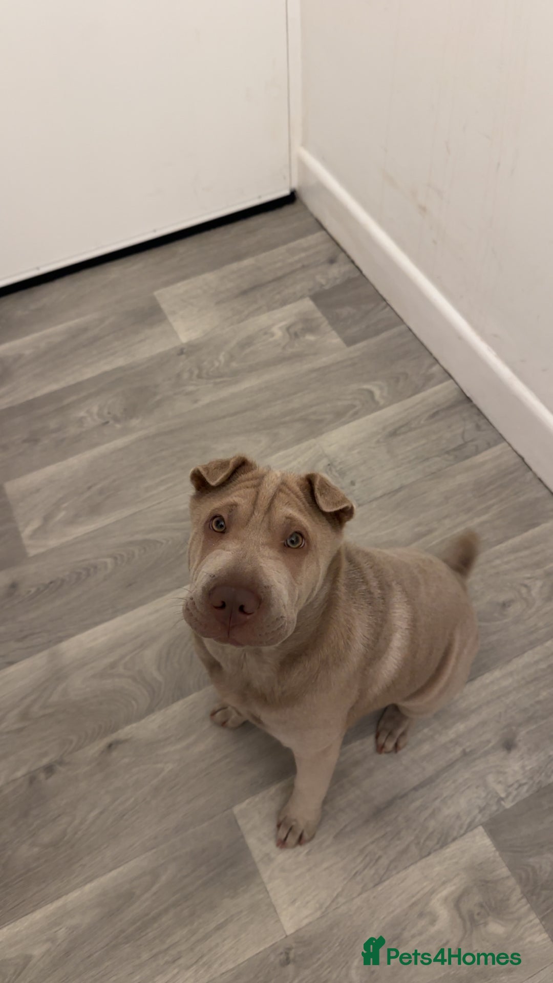 Shar Pei dogs for sale: Skye  - Image 1