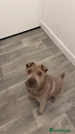 Shar Pei dogs - Advert 2
