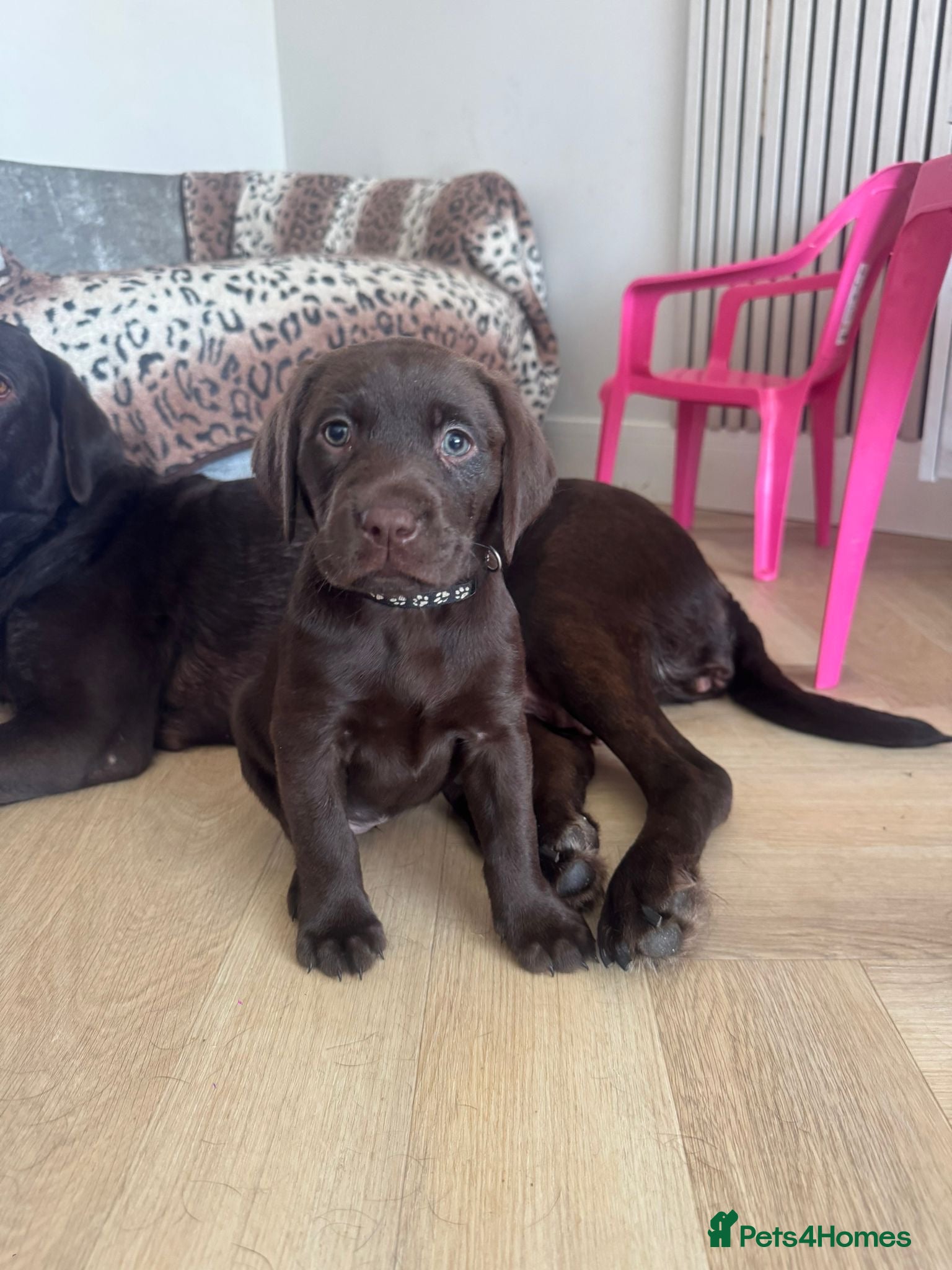 Labrador Retriever dogs Reduced Price Chocolate Labrador female puppies - Advert 3