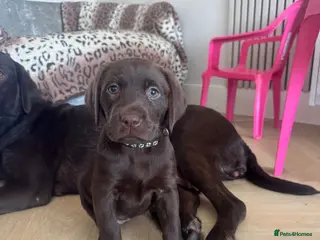 Labrador Retriever dogs Reduced Price Chocolate Labrador female puppies - Advert 3