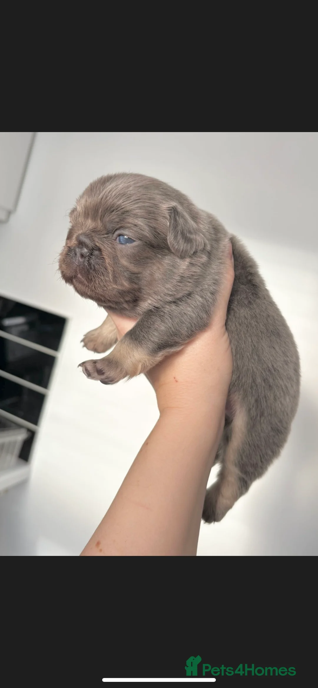 French Bulldog dogs for sale: FLUFFY FRENCH BULLDOG & FLUFFY CARRIER PUPPIES  - Advert 5