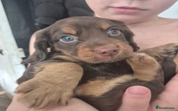 Cocker Spaniel dogs for sale: Cocker spaniels - Image 9