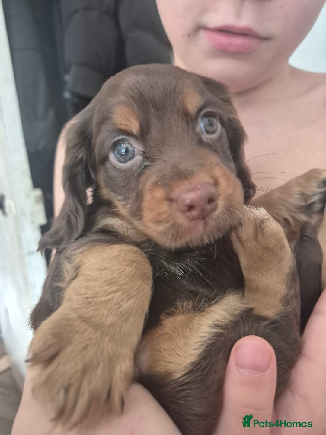 Cocker Spaniel dogs for sale: Cocker spaniels - Image 9