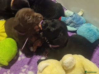 Labrador Retriever dogs Kennel Club Reg Health Tested Puppies 2 Bitches - Advert 3