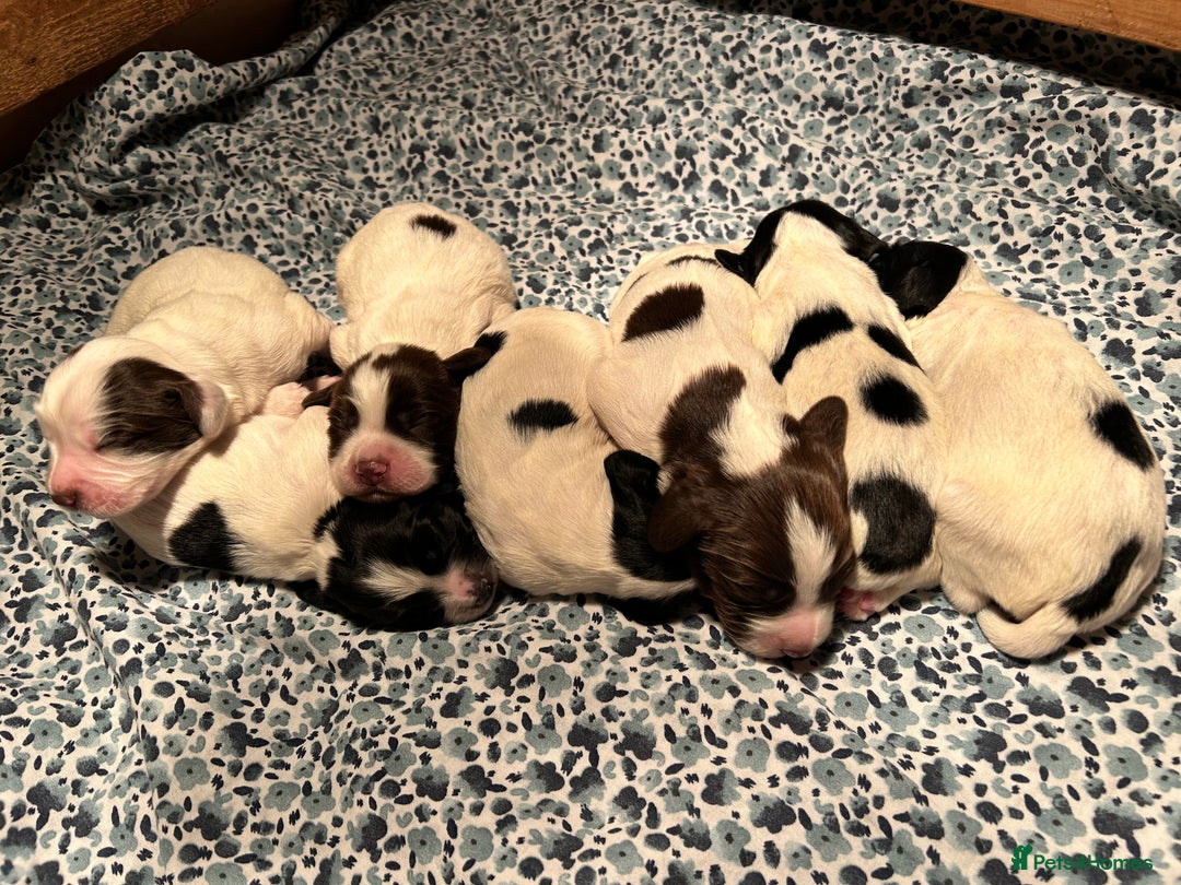 English Springer Spaniel dogs for sale: KC Working Springer Spaniel Puppies - Advert 1