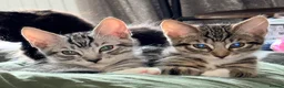 Maine Coon cats for sale: Maine Coon  - Advert 5