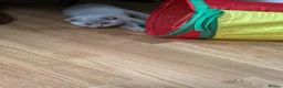 British Shorthair cats for sale: Beautiful Bsh&scottish fold - Advert 6