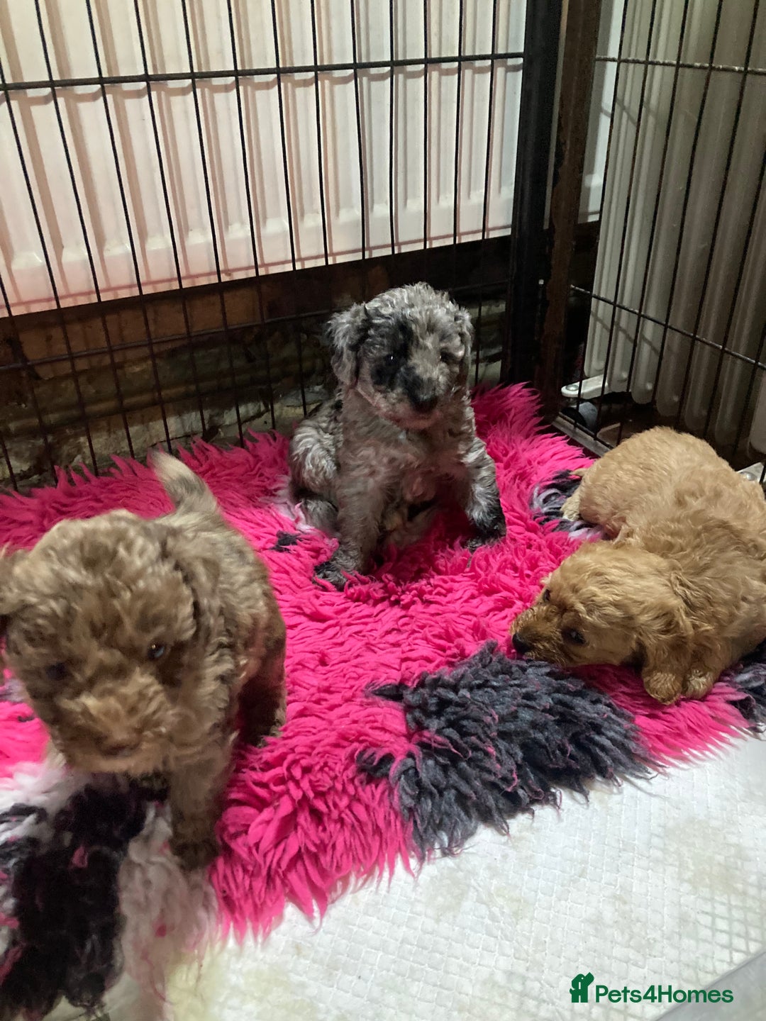 Bordoodle dogs for sale:  Beautiful Bordoodle Puppies inc Merle/Apricot - Advert 18