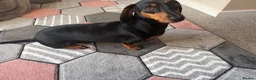 Dachshund dogs for sale: Forsale  in Wellington - Advert 4