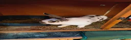Giant Papillon rabbits for sale: Papillon giant  - Advert 2