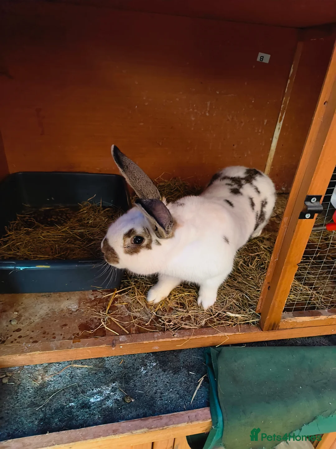 Giant Papillon rabbits for sale: Papillon giant  - Advert 2