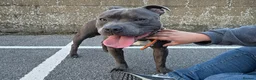 Staffordshire Bull Terrier dogs for sale: Rocco - Advert 3