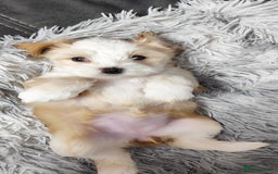 Tibetan Terrier dogs for sale: KC Tibetan Terrier Puppy  - Advert 21