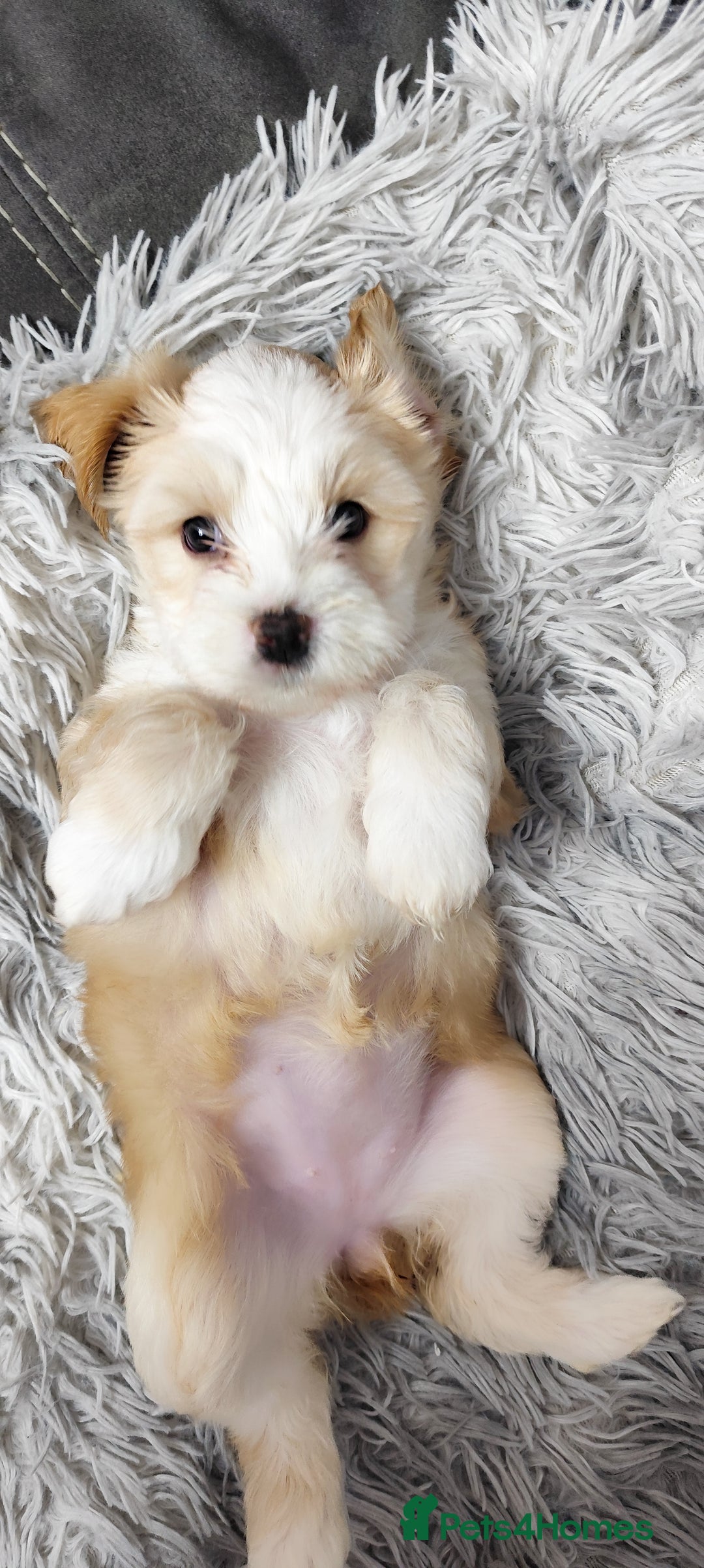 Tibetan Terrier dogs for sale: KC Tibetan Terrier Puppy  - Advert 21