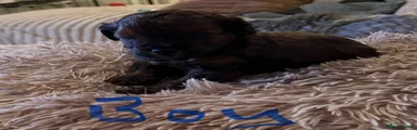 Lhasapoo 1