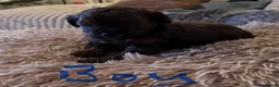 Lhasapoo dogs for sale: Beautiful Lhasapoo puppies  - Advert 10