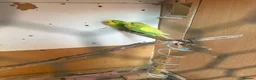 Budgerigars birds for sale: Lovely male budgies  - Advert 3