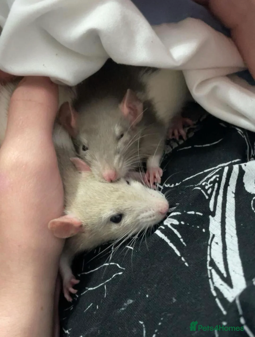 Rat rodents for sale: 2 rats and cage and accessories  in Honiton - Advert 1