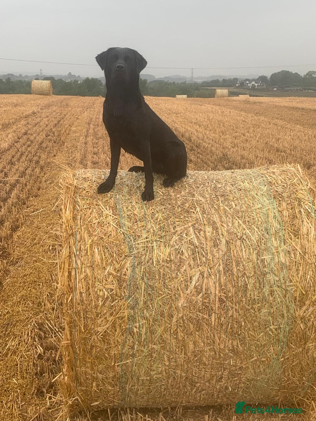 Labrador Retriever dogs for sale: Black working labrador puppies - Image 3