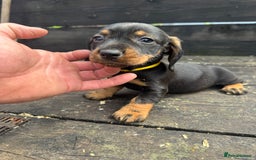 Dachshund dogs for sale: Teckle pups available  - Image 9