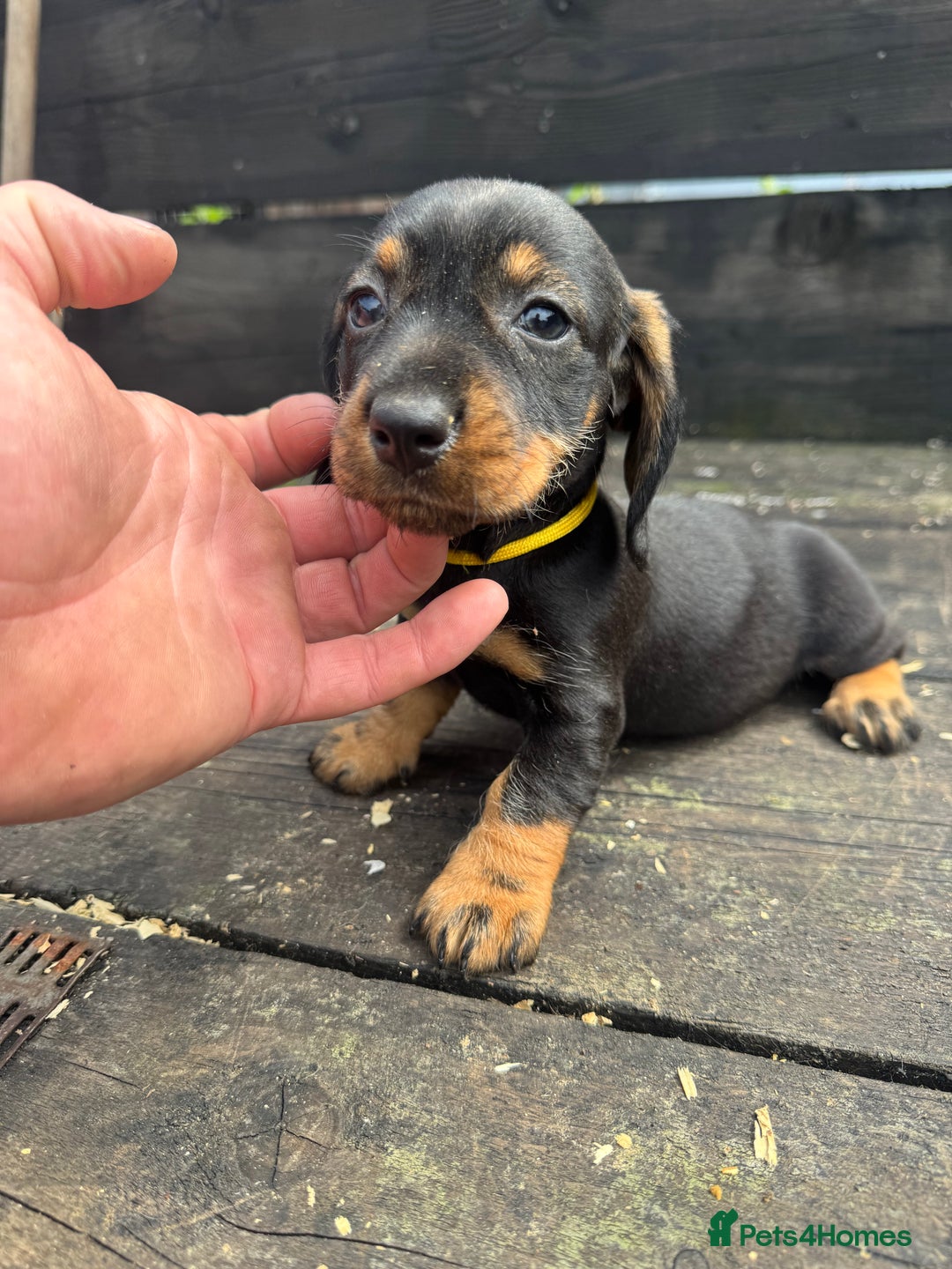 Dachshund dogs for sale: Teckle pups available  - Image 9