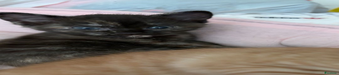 Domestic Shorthair Kitten 2