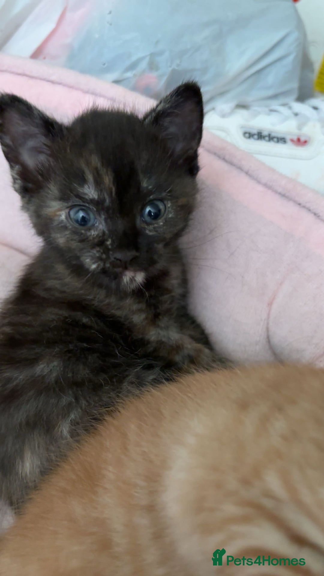 Domestic Shorthair cats for sale: 2 gorgeous kitten for sale  - Image 3