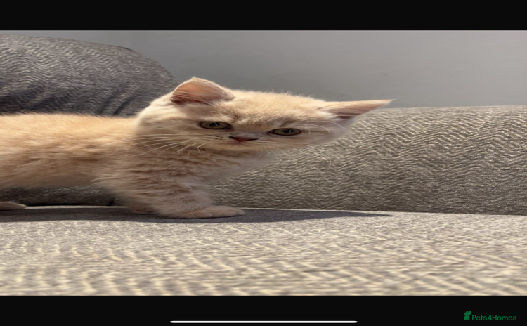British Shorthair cats - Advert 1