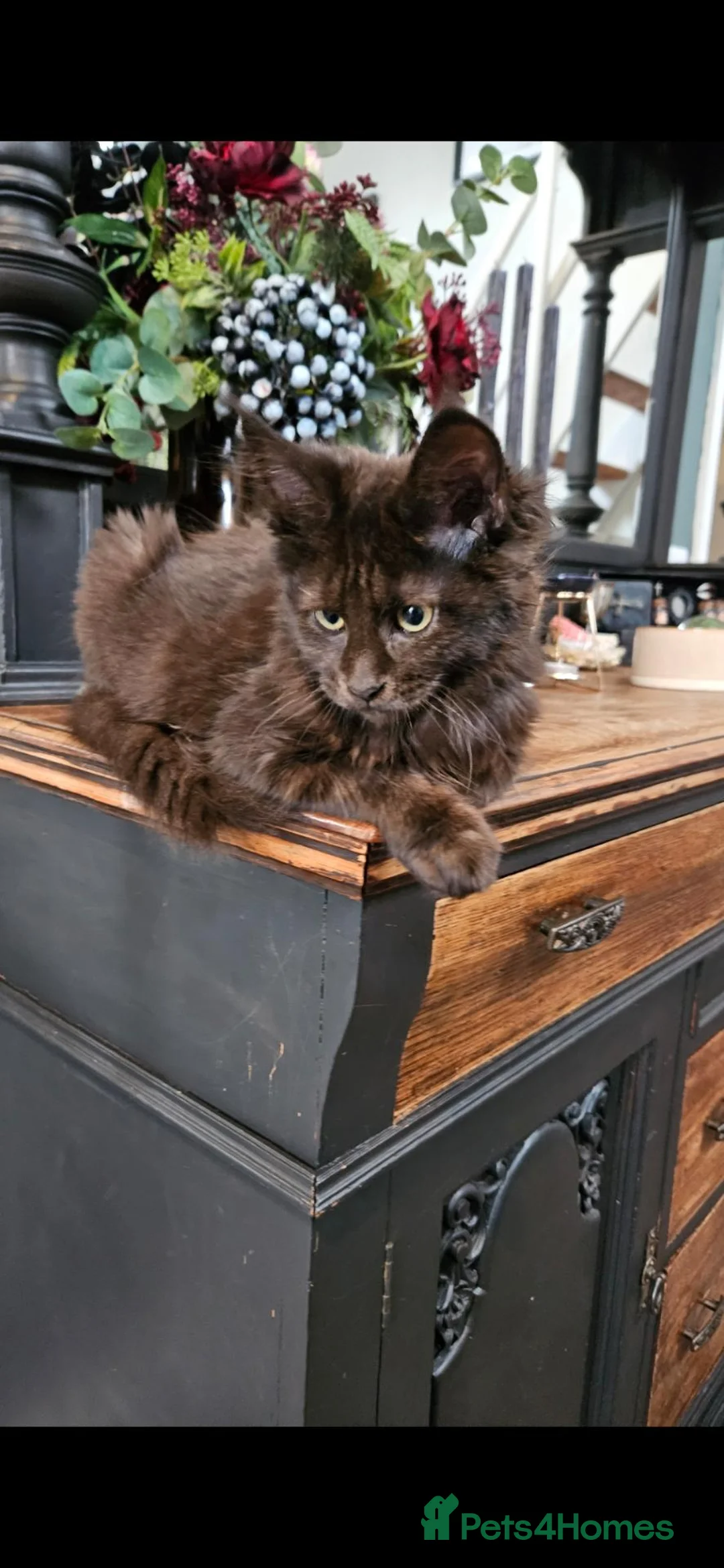 Maine Coon cats for sale: 1 year old beautiful maine coon needs quiet home in Wigton - Advert 3