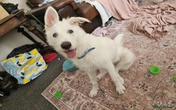 Mixed Breed dogs for adoption:  ARIEL with the bunny rabbit ears  - Image 1