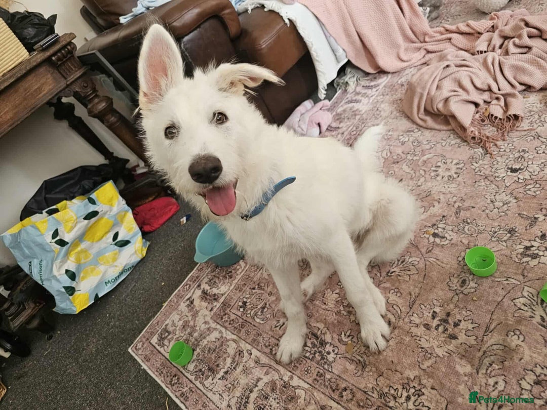 Mixed Breed dogs for adoption:  ARIEL with the bunny rabbit ears  - Image 1