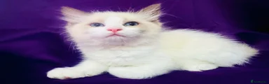 Ragdoll 2