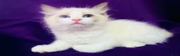 Ragdoll cats for sale: GCCF registered Ragdolls - Advert 9