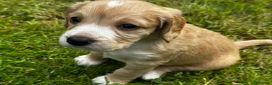 Cocker Spaniel 5